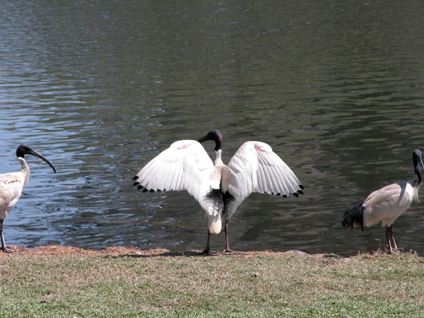 White Ibis